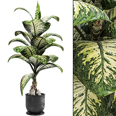 Tropic Dieffenbachia Tree 3D Model 3D model image 1 