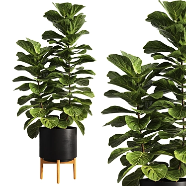 Modern Ficus Lyrata Plant Decor 3D model image 1 