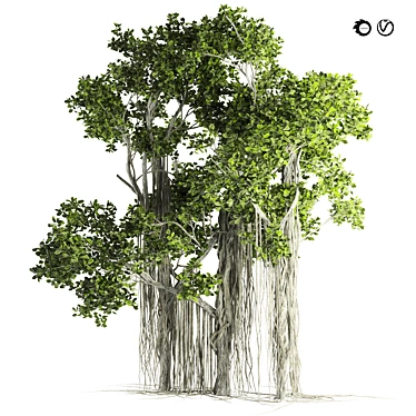 Ficus Bonsai 3D Model Kit 3D model image 1 