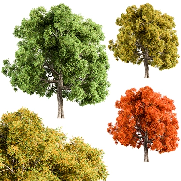 3-in-1 Broadleaf Tree Bundle 3D model image 1 