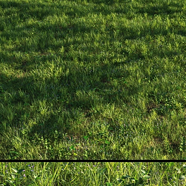 Grass Scatter Kit for Renders 3D model image 1 