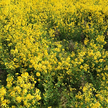 Rapeseed Plant 3D Model Scene 3D model image 1 