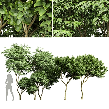 Botanical 3D Tree Models Pack 3D model image 1 