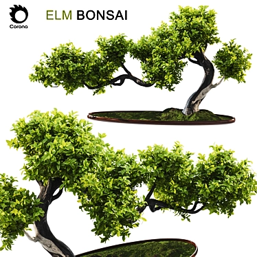 Elm Bonsai 2015 Model Render 3D model image 1 