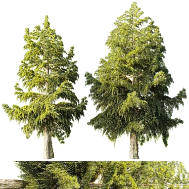 Evergreen Pine Spruce Tree 8-9m 3D model image 1 