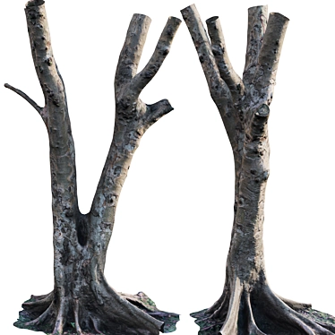 3D Ficus Tree Models Bundle 3D model image 1 