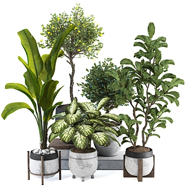 Indoor Tropical Plant Collection Set 219