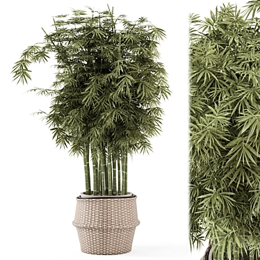 Bamboo Indoor Plants in Wicker Pots 3D model image 1 