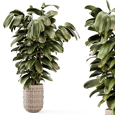 Ficus Indoor Plants Wicker Pots 3D model image 1 