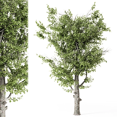 Outdoor Umbrella Tree Decor Set 3D model image 1 