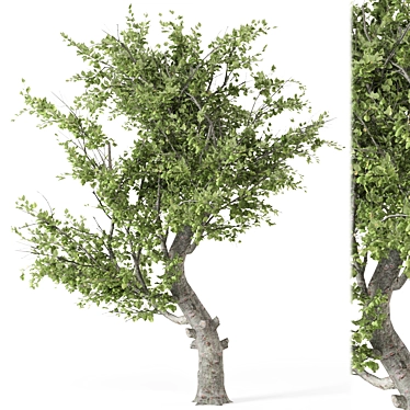  2015 Outdoor Umbrella Tree Model 3D model image 1 