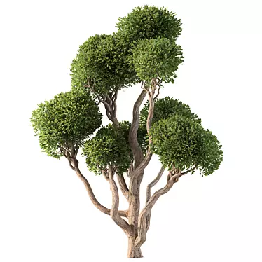 Modern Tree No.48 Model 3D 3D model image 1 