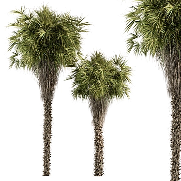 Palm White Tree Set Display 3D model image 1 