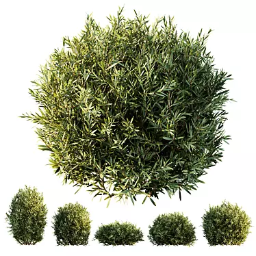 Dwarf Olive Topiary Hedge Bush 3D model image 1 