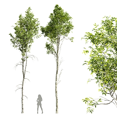 Forest Tree 3D Models Set 3D model image 1 