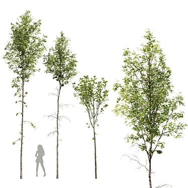  Betula Pendula 3D Models Collection 3D model image 1 