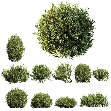 Versatile Montra Olive Bush 3D 3D model image 1 