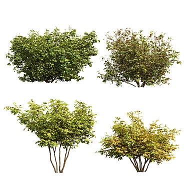 Cornus Sanguinea 3D Models Collection 3D model image 1 