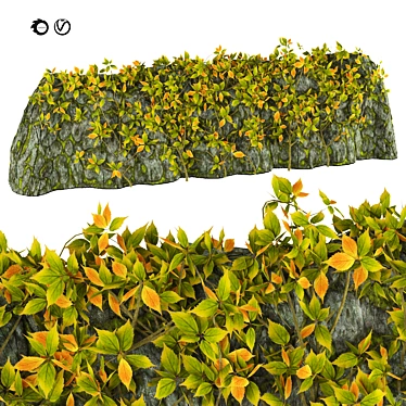 Realistic Climber Plant Rock Model 3D model image 1 