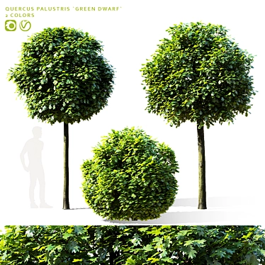 Green Dwarf Quercus Palustris Tree 3D model image 1 