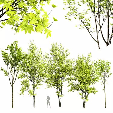 Spring 3D Tree Models Set 3D model image 1 