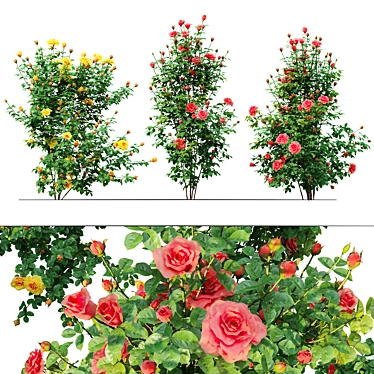 Three Rose Bushes with Varieties 3D model image 1 