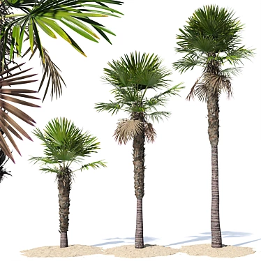 Trachycarpus fortunei Palm Tree Models 3D model image 1 