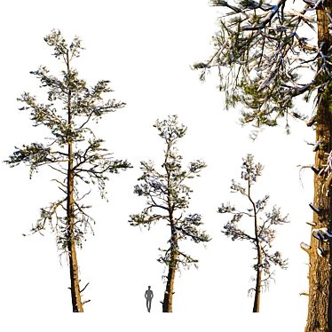 Snowy Pine Trio Display 3D model image 1 