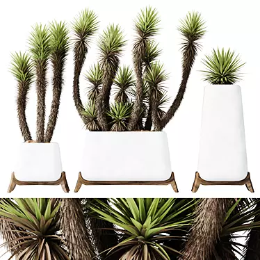 Luxury Yucca Plant Trio Set 3D model image 1 