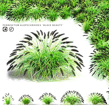 Black Beauty Pennisetum Decorative Grasses 3D model image 1 