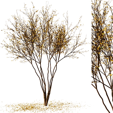 Autumn Leaf Tree Model 3D 3D model image 1 