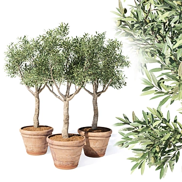 Olive tree in pot 02