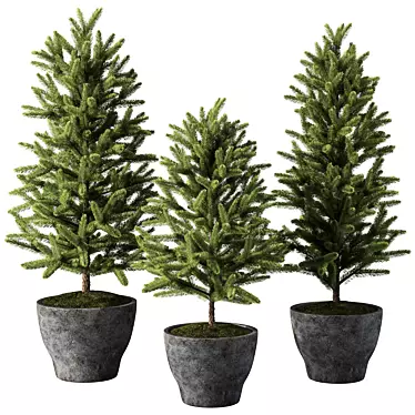 Evergreen Indoor Pine Tree No.69 3D model image 1 