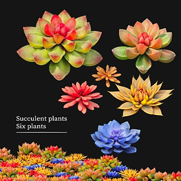 Six Succulent Plants Collection 3D model image 1 