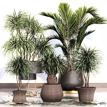 Tropical Palm Plant Collection 3D model image 1 