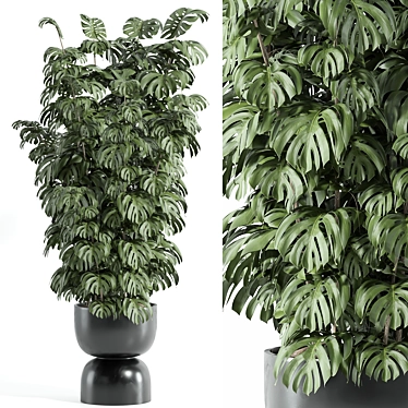 Modern Indoor Plant Set 71 3D model image 1 