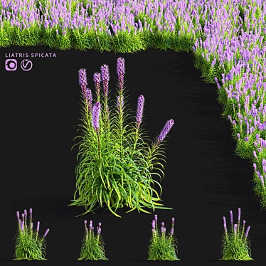 Liatris Spicata Flower Bundle 3D model image 1 