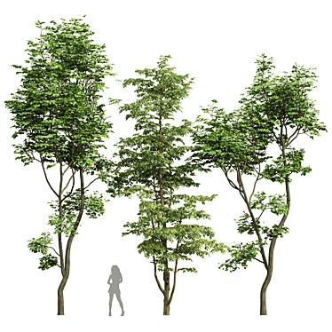 Carpinus Hazel 3D Models Set 3D model image 1 