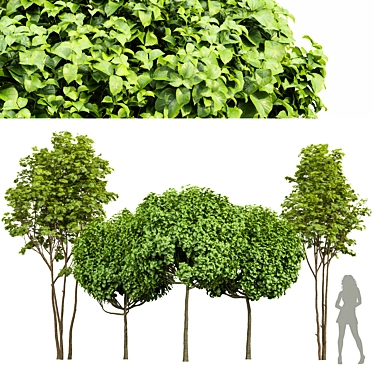 Nature Inspired 3D Tree Models 3D model image 1 