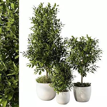 Modern Indoor Plant Set 3D 3D model image 1 