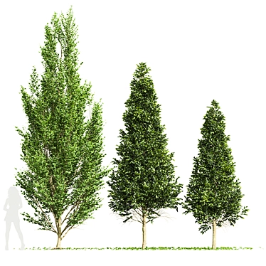 Variety 3D Carpinus Betulus Models 3D model image 1 