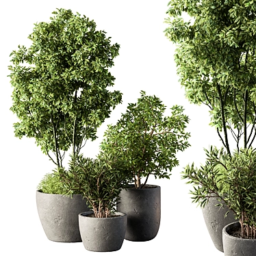 Potted Outdoor Tree Plant 3D model image 1 