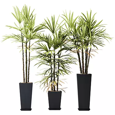 Rhapis Excelsa Lady Palm Set 3D model image 1 