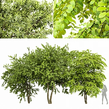 European Spring 3D Tree Set 3D model image 1 