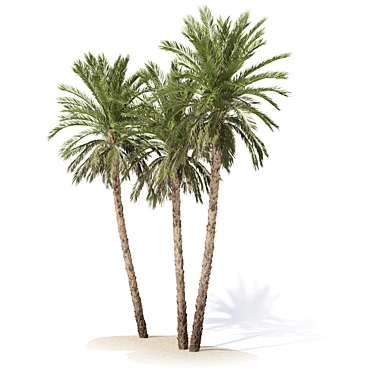 Date Palm Tree 3D Model 3D model image 1 