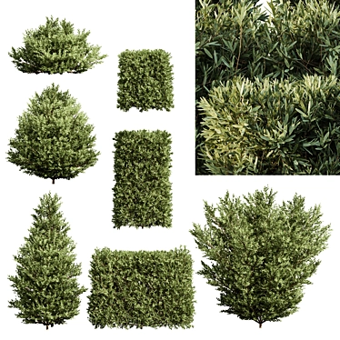 Title: Variety Olive Bushes 3D Models 3D model image 1 