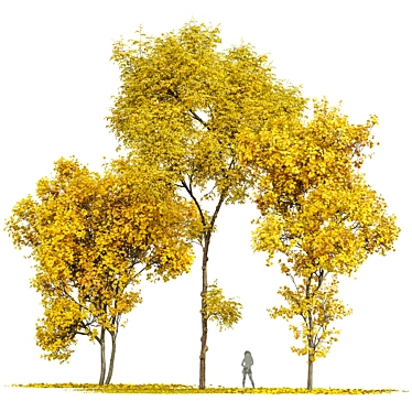 Acer Saccharinum Autumn Collection 3D model image 1 