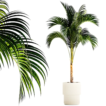 Exotic Phoenix Palm Collection 3D model image 1 