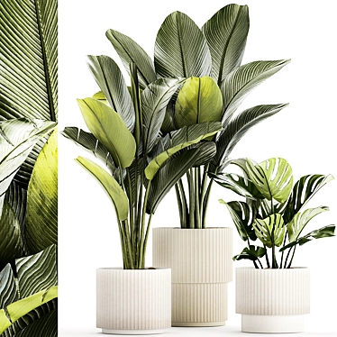 Exotic Plant Collection - Modern White Pot Display 3D model image 1 