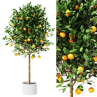  Citrus Trio Tree Set. 3D model image 1 